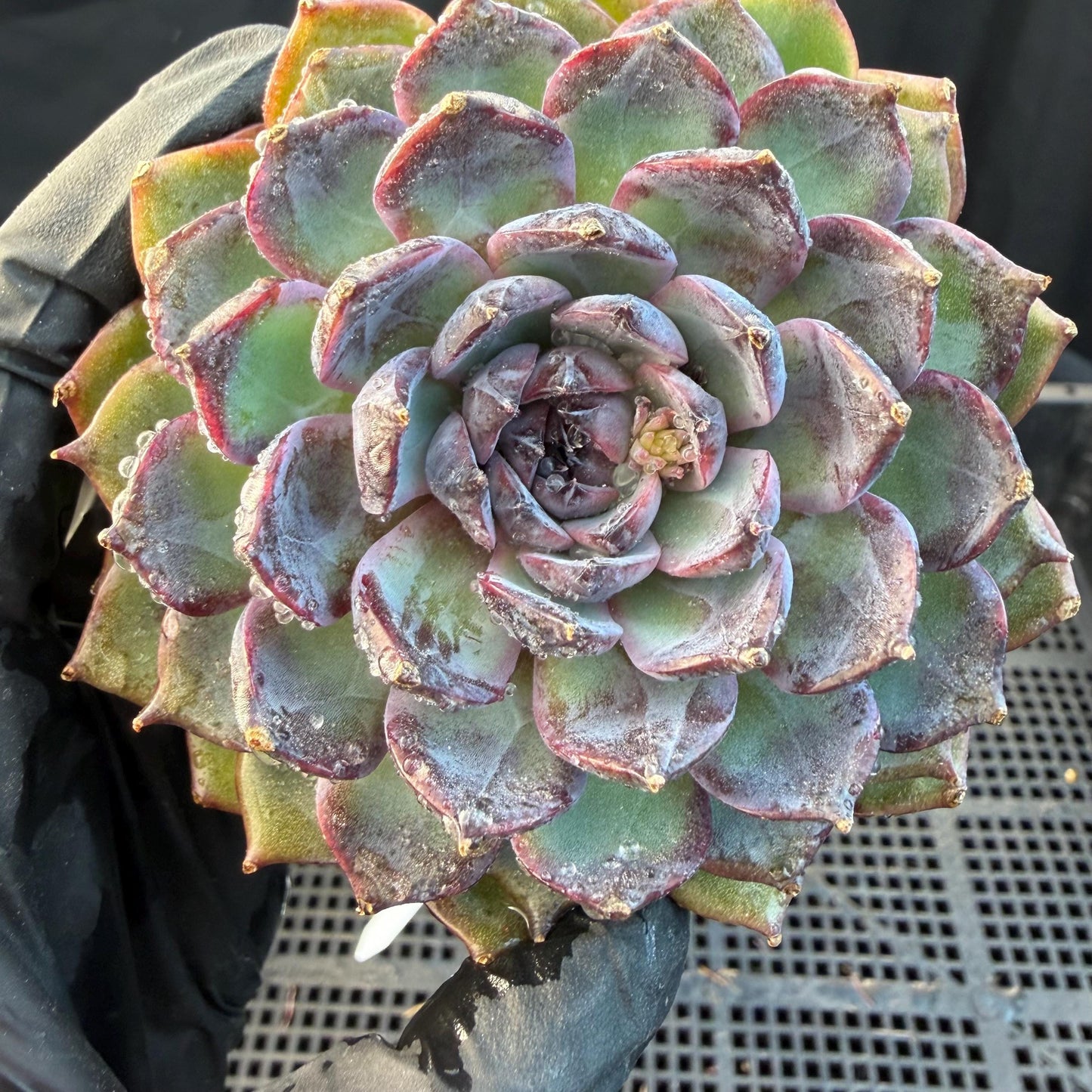 Echeveria  ‘Blue Enchantress', 3.1inches , N04