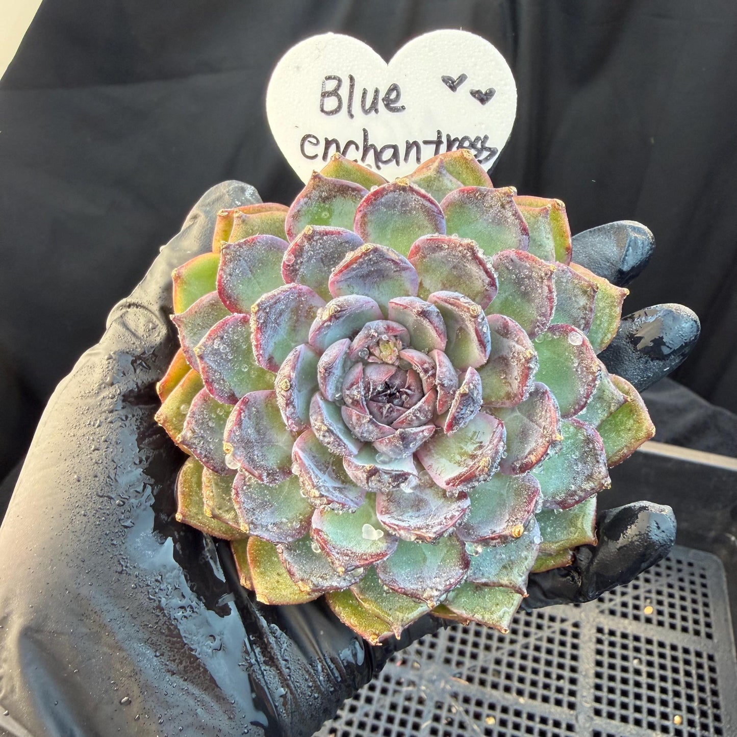 Echeveria  ‘Blue Enchantress', 3.1inches , N04