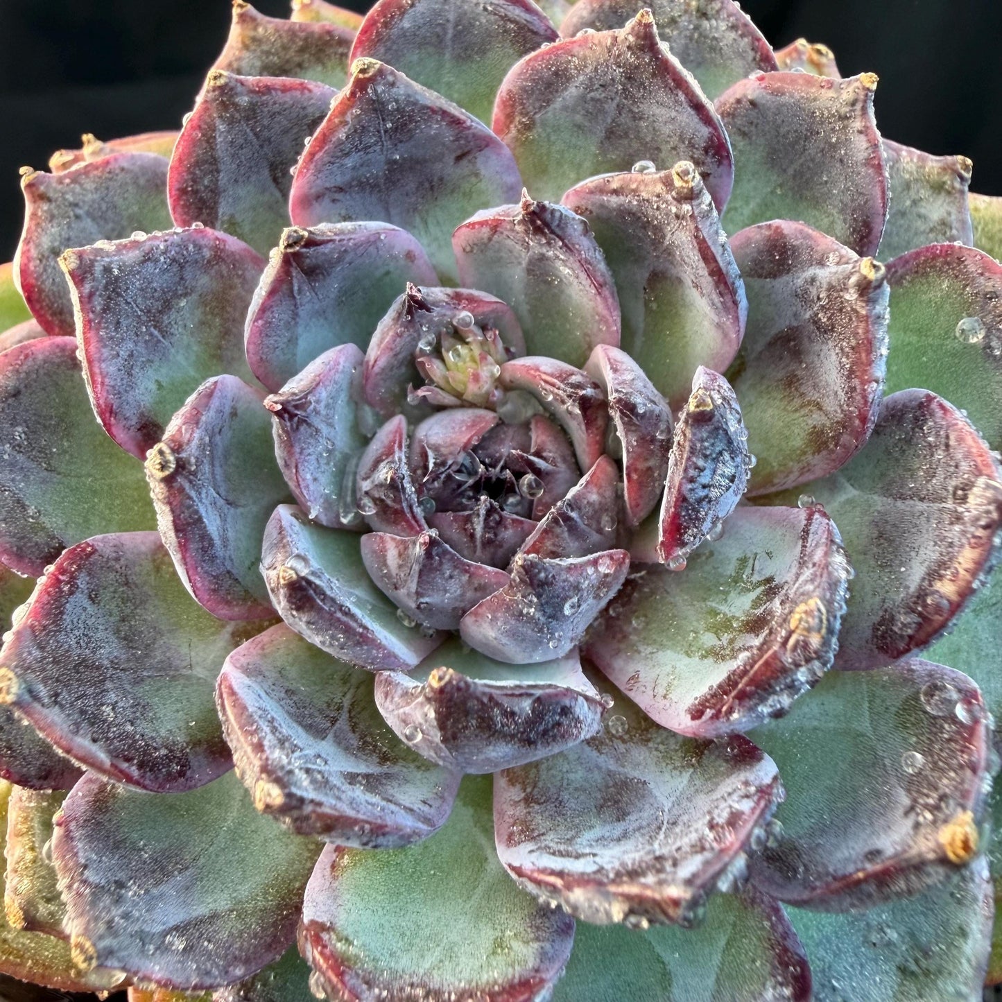 Echeveria  ‘Blue Enchantress', 3.1inches , N04