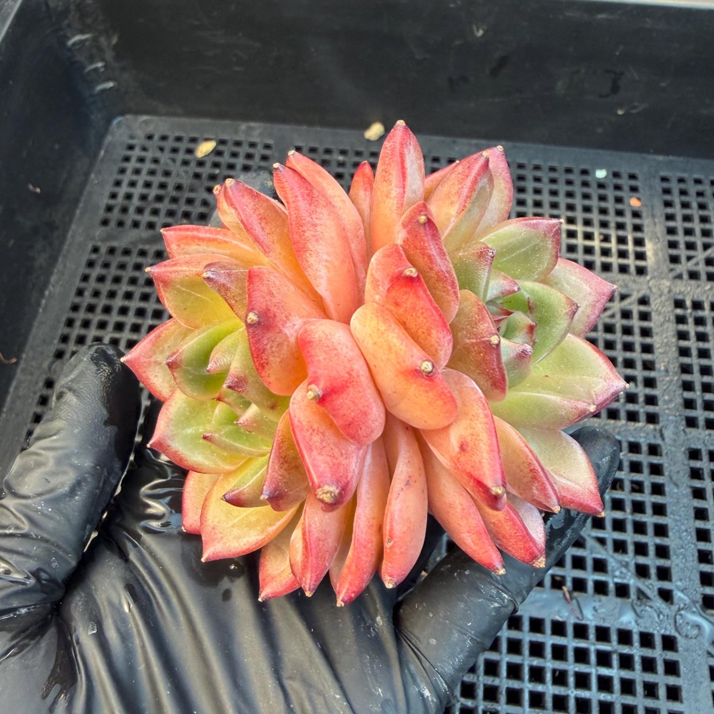 Echeveria  ‘Daredevil', 2heads, 3.1inches , N03