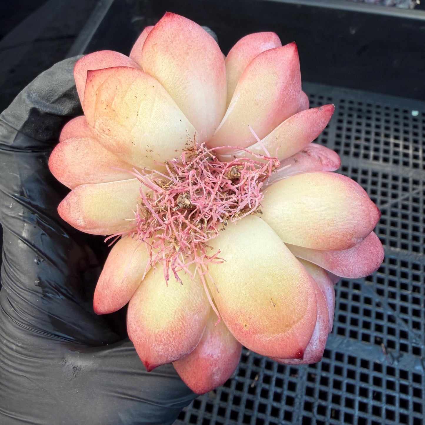 Echeveria  ‘Daredevil', 2heads, 3.1inches , N03