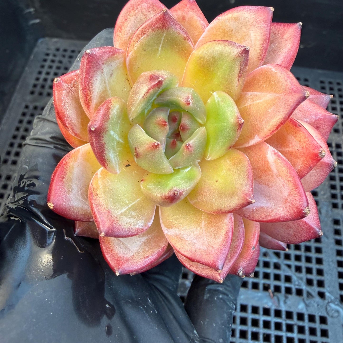 Echeveria  ‘Daredevil', 2heads, 3.1inches , N03
