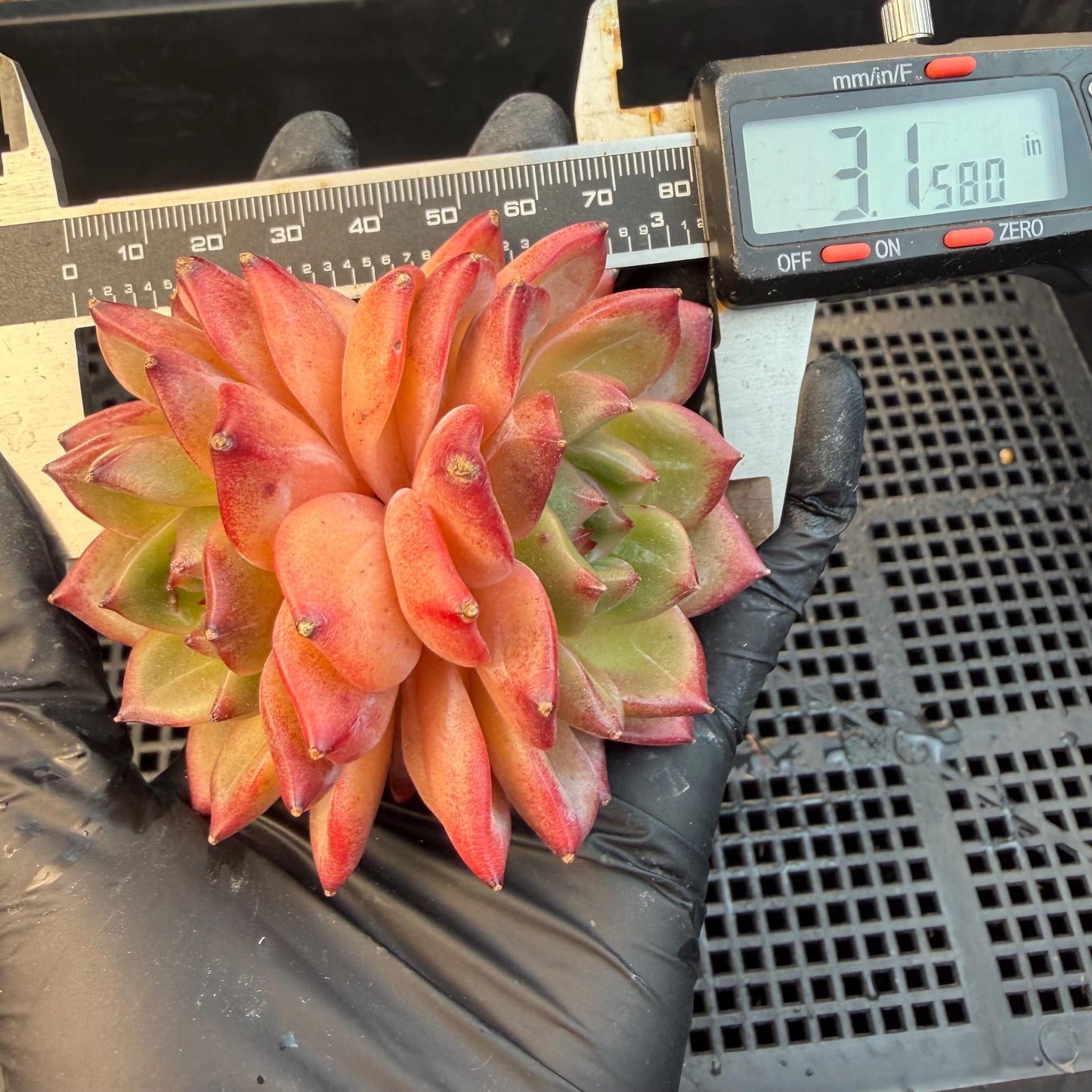 Echeveria  ‘Daredevil', 2heads, 3.1inches , N03