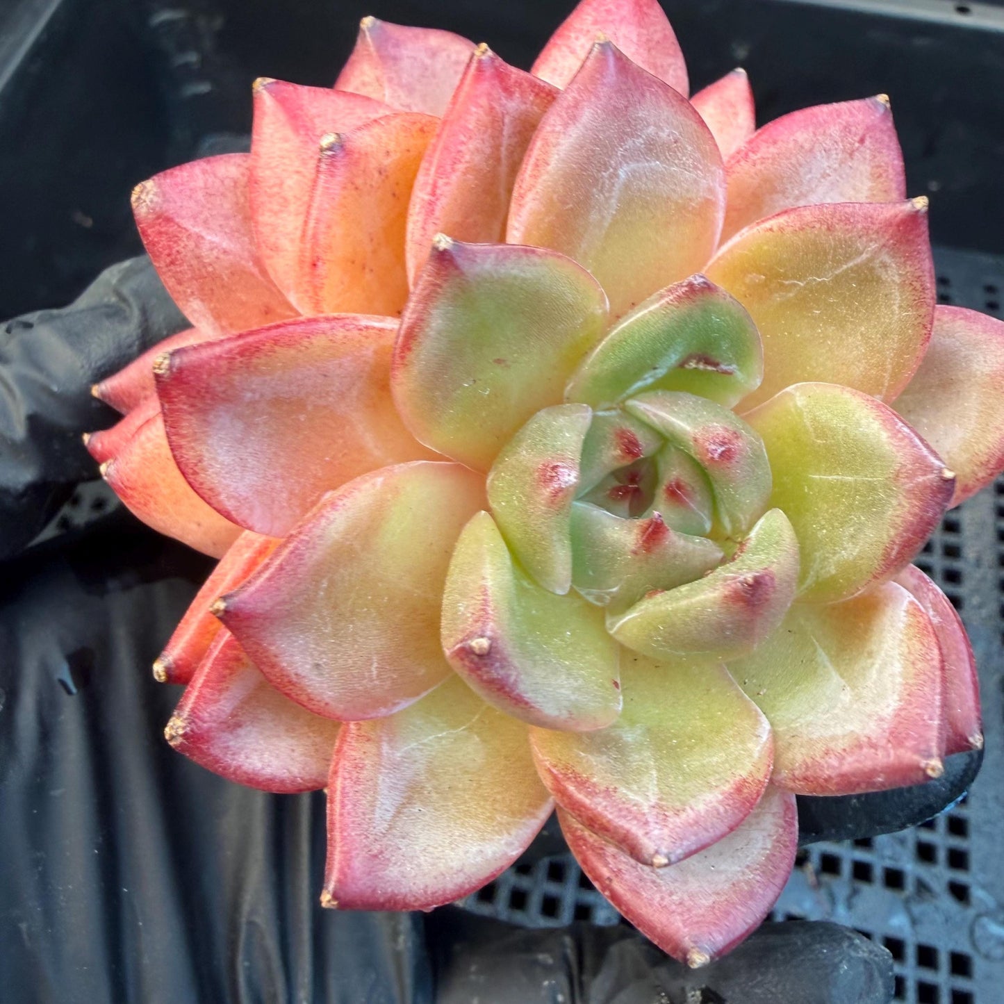 Echeveria  ‘Daredevil', 2heads, 3.1inches , N03