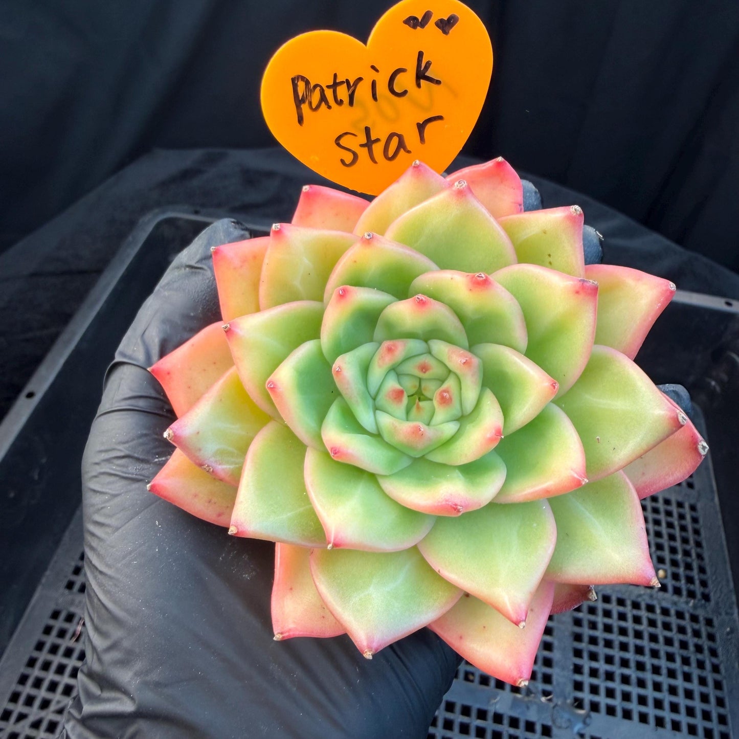Echeveria  ‘pratrick star.’, 3inches, N05