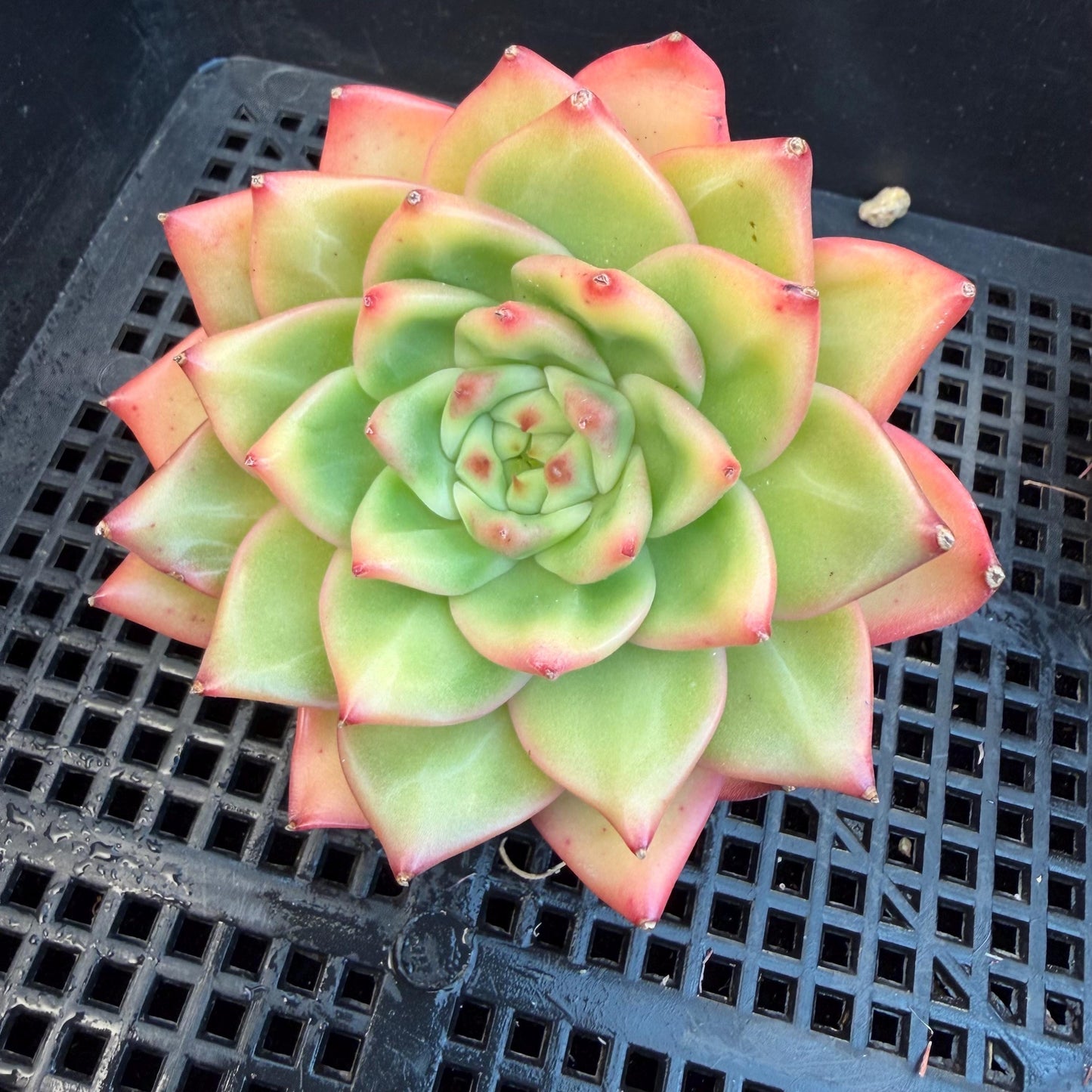 Echeveria  ‘pratrick star.’, 3inches, N05