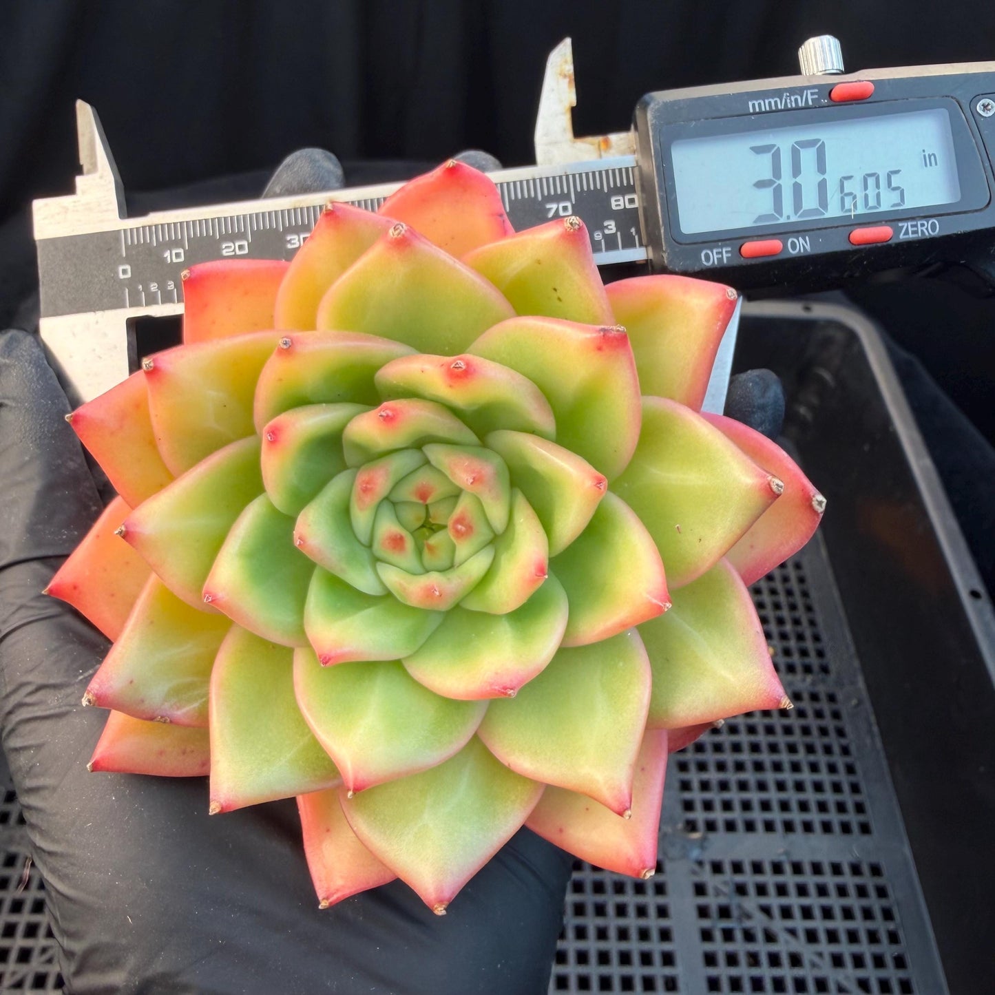 Echeveria  ‘pratrick star.’, 3inches, N05