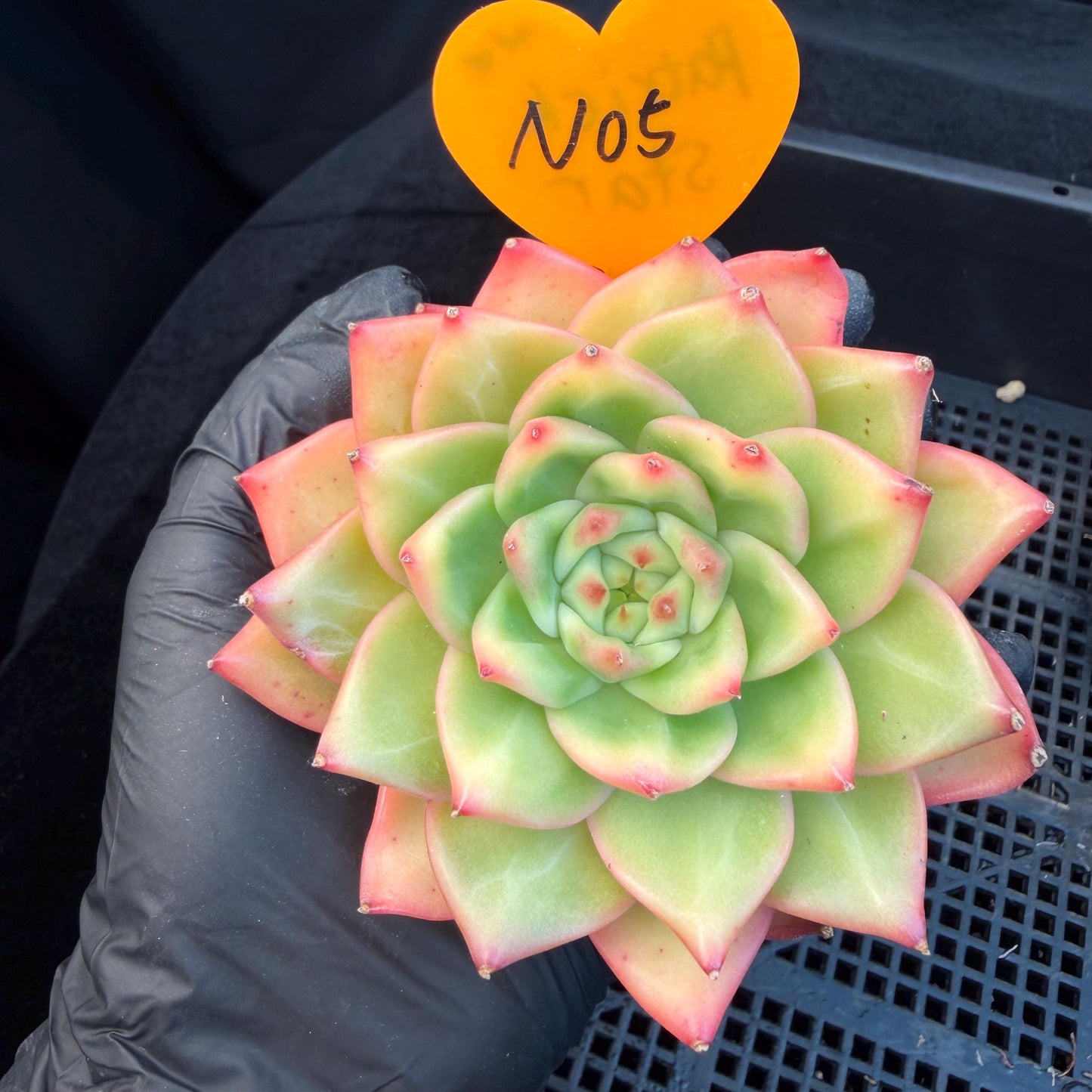 Echeveria  ‘pratrick star.’, 3inches, N05