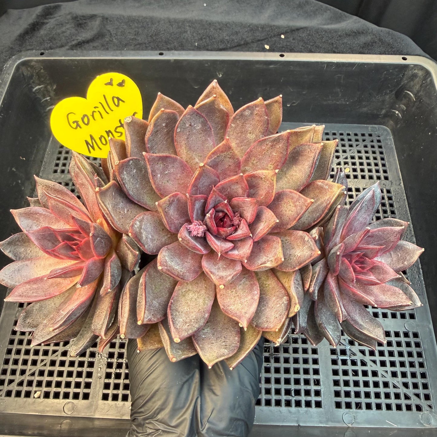 Echeveria  ‘Gorilla Monster', 3heads, length 6inches  ,N13