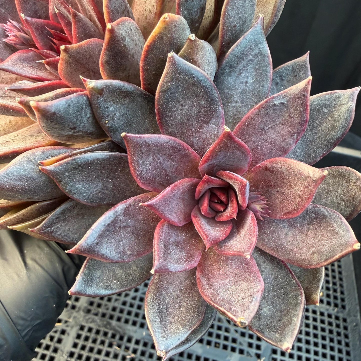 Echeveria  ‘Gorilla Monster', 3heads, length 6inches  ,N13
