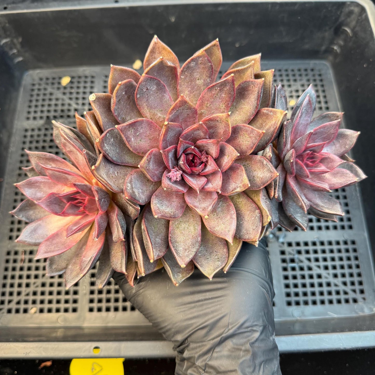 Echeveria  ‘Gorilla Monster', 3heads, length 6inches  ,N13