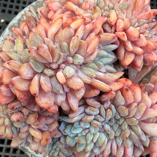 Echeveria  ‘orange Monroe crest' cluster,  4.8inches, N11