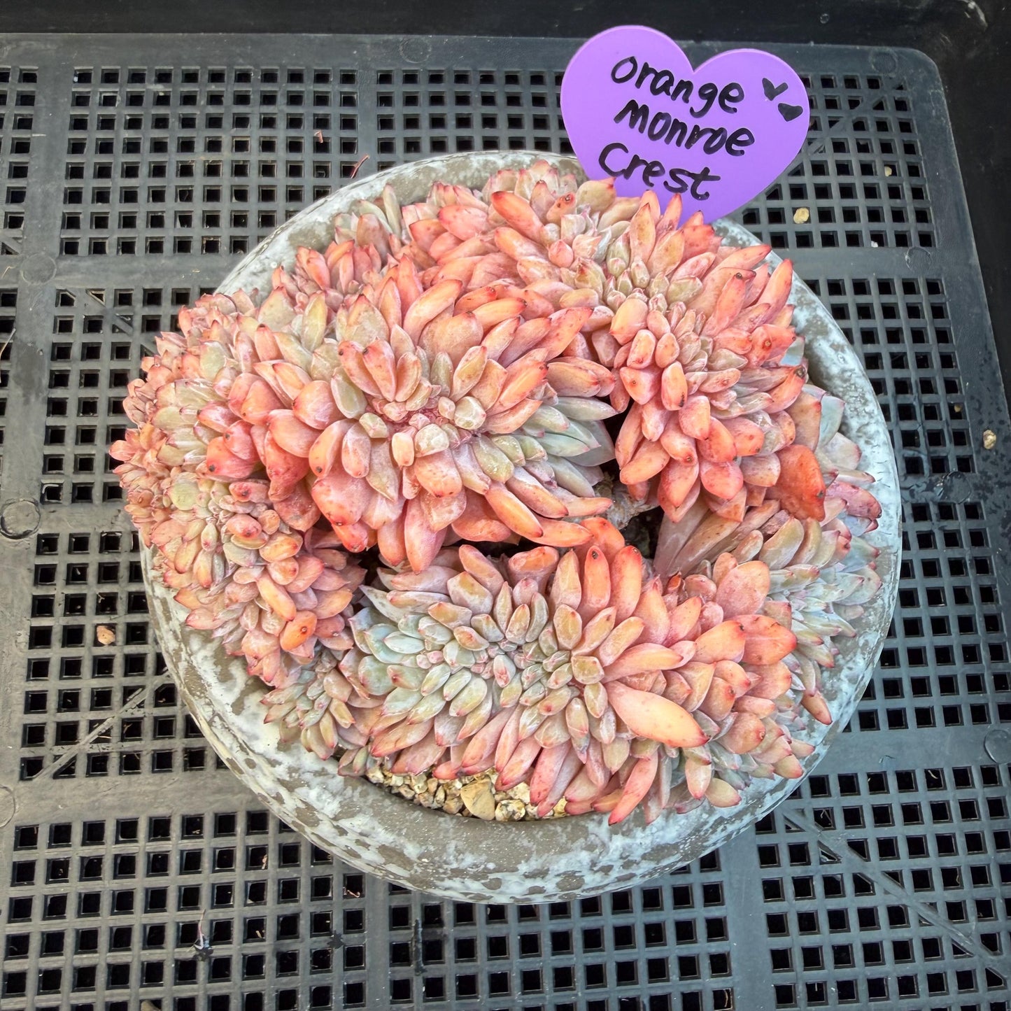 Echeveria  ‘orange Monroe crest' cluster,  4.8inches, N11