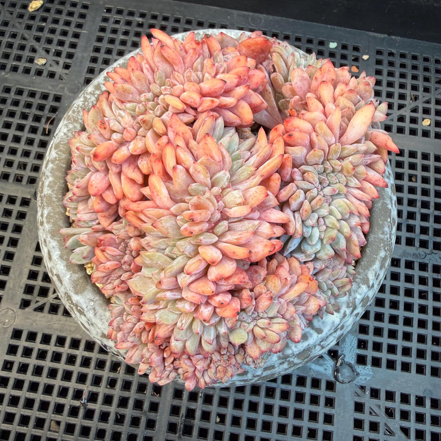 Echeveria  ‘orange Monroe crest' cluster,  4.8inches, N11