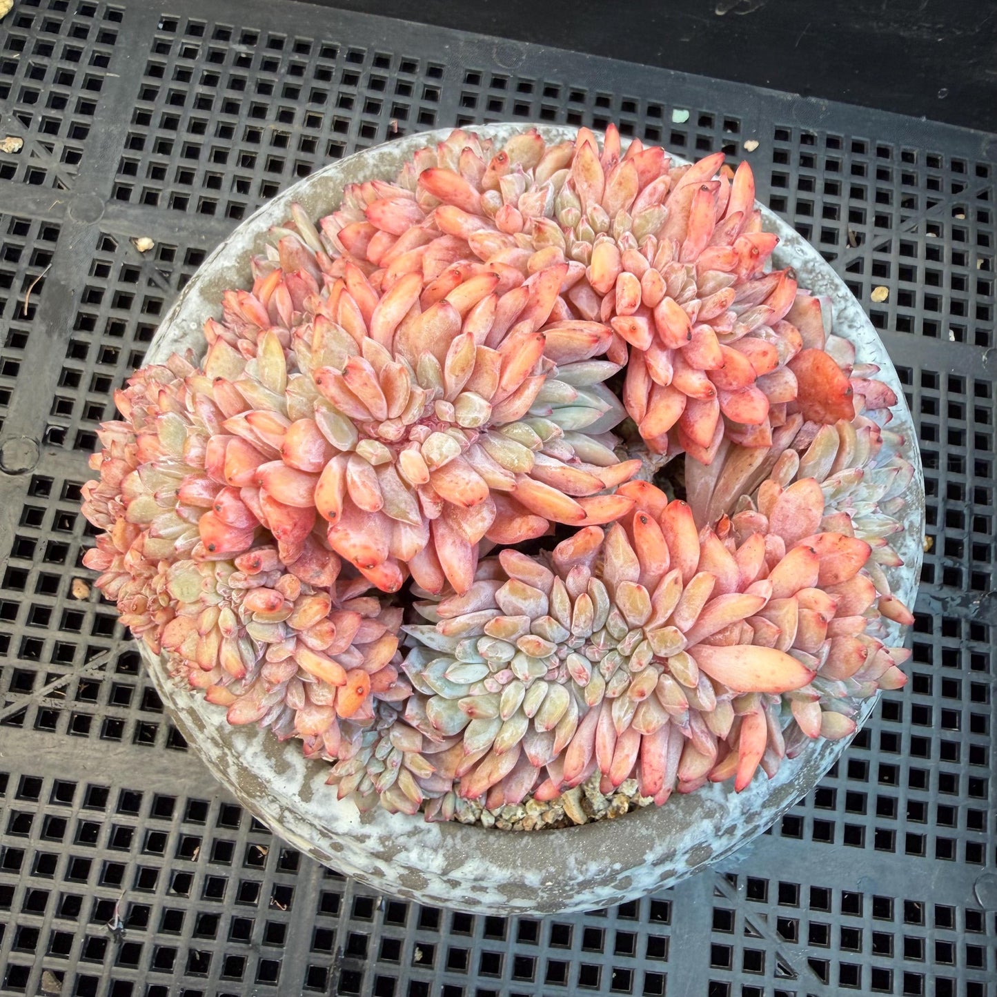 Echeveria  ‘orange Monroe crest' cluster,  4.8inches, N11