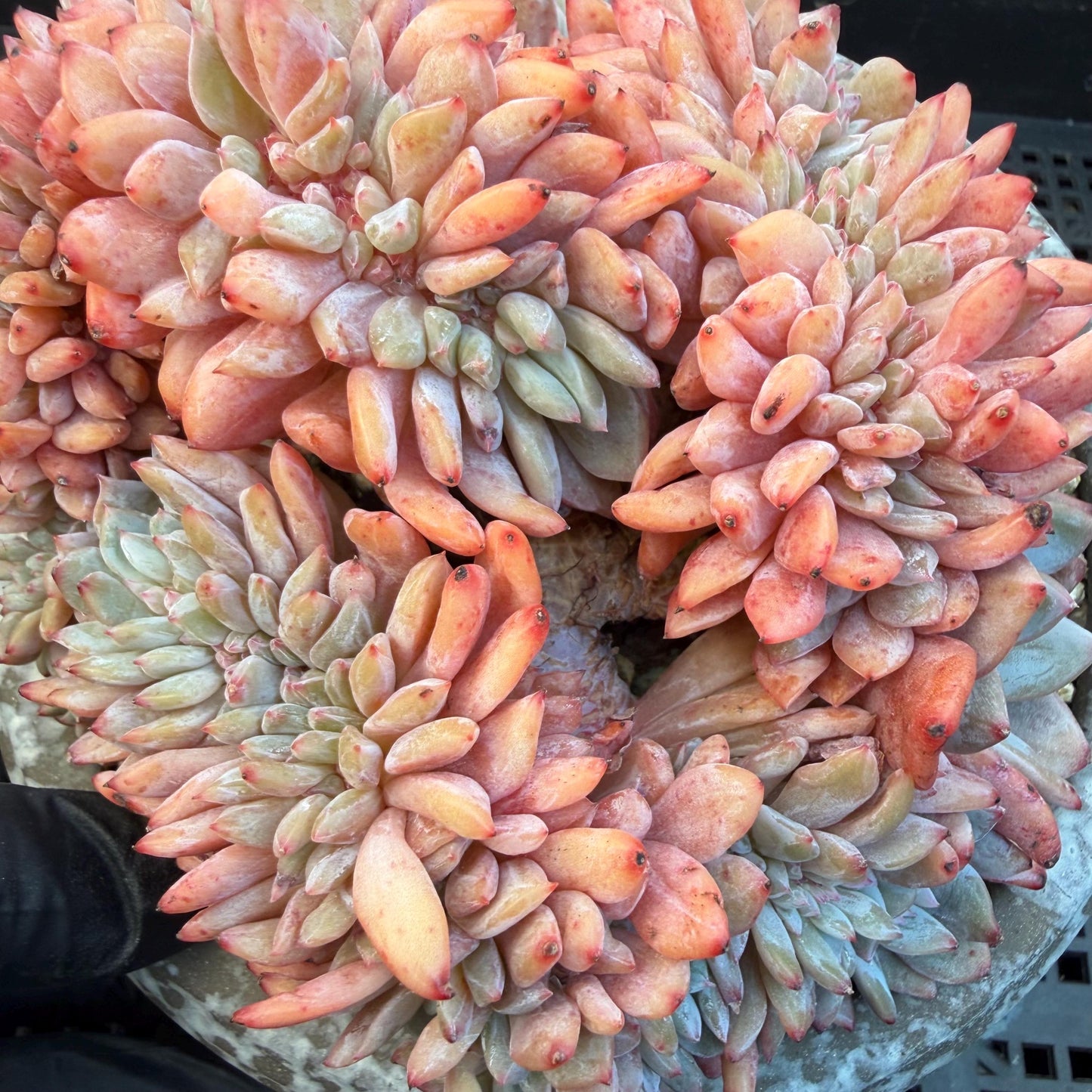 Echeveria  ‘orange Monroe crest' cluster,  4.8inches, N11