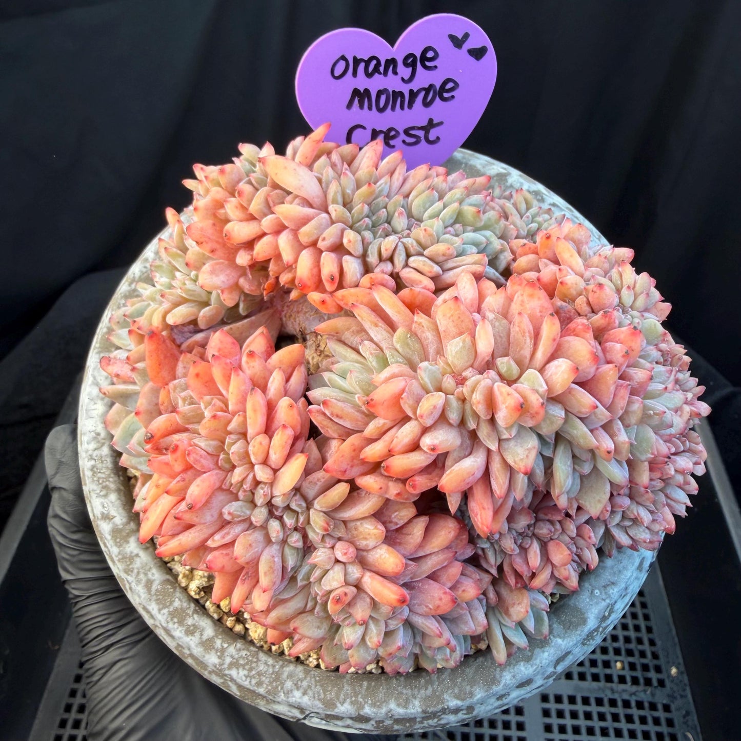 Echeveria  ‘orange Monroe crest' cluster,  4.8inches, N11