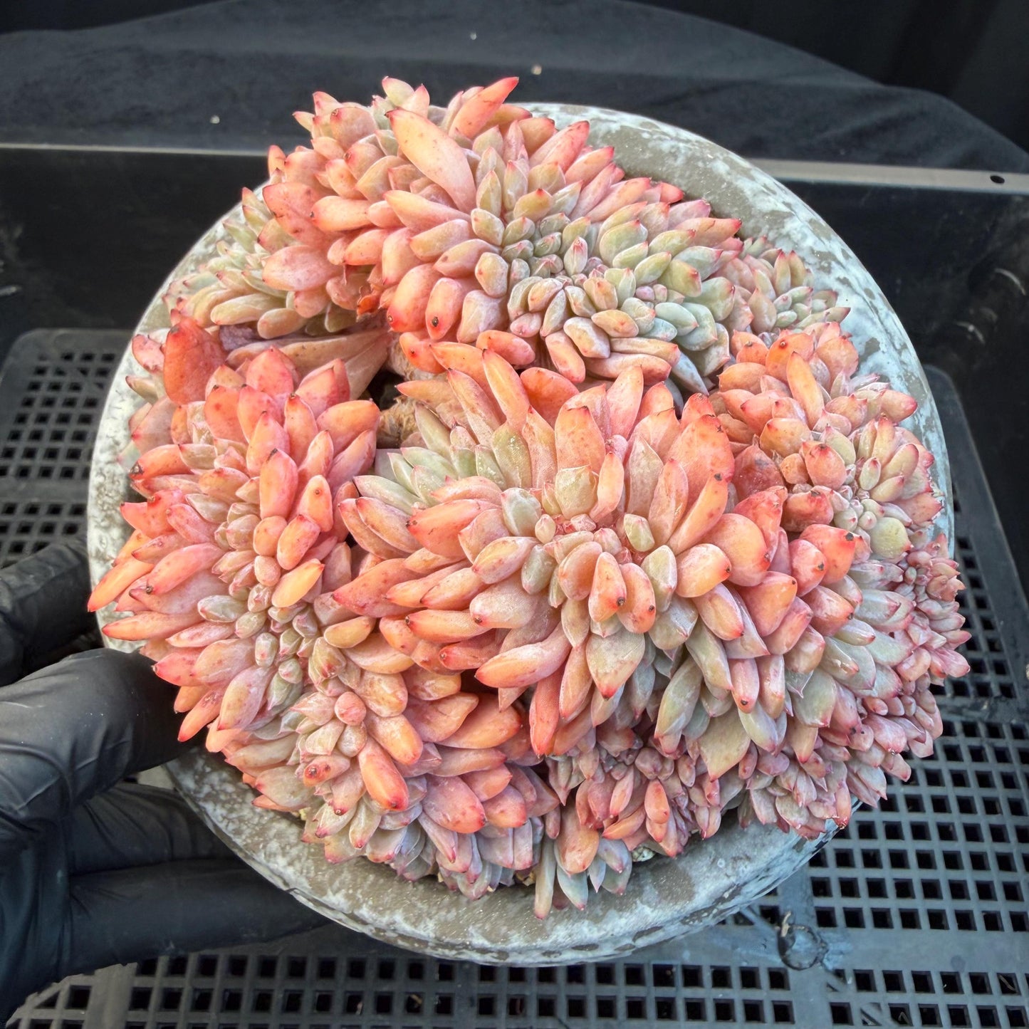 Echeveria  ‘orange Monroe crest' cluster,  4.8inches, N11