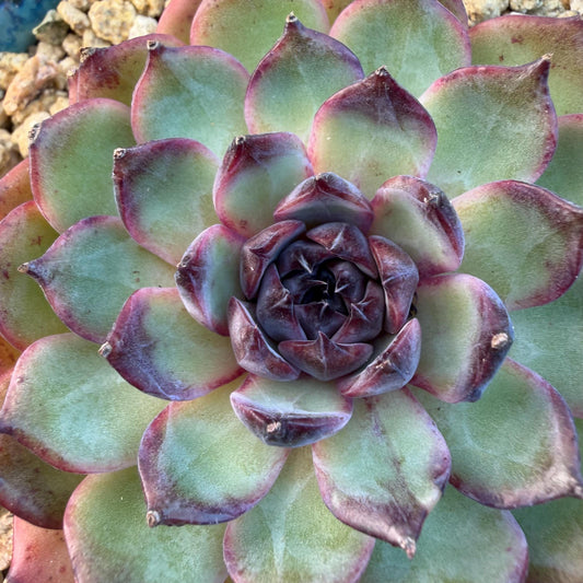 Echeveria  ‘blueberry ', 3.2inches ,N06