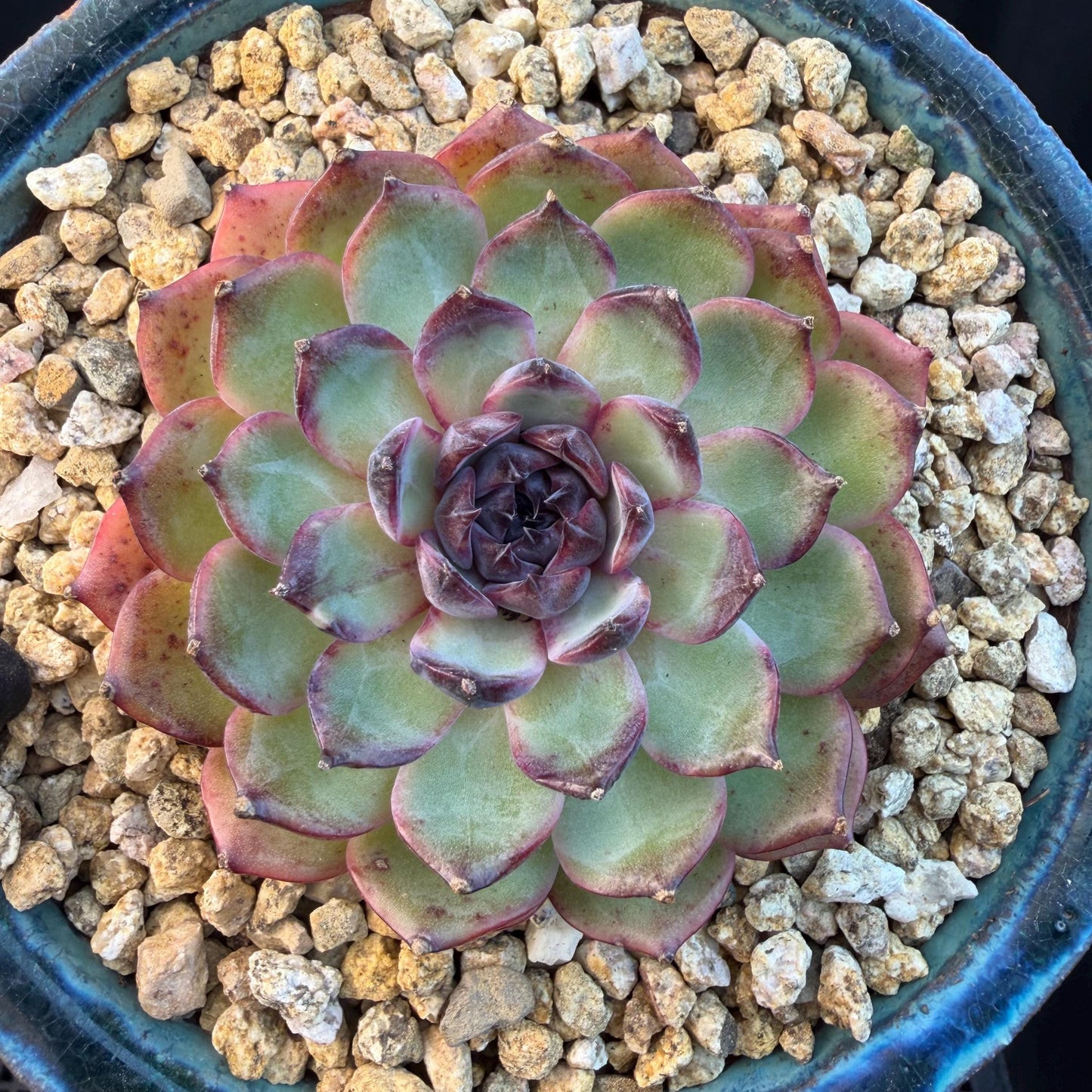 Echeveria  ‘blueberry ', 3.2inches ,N06