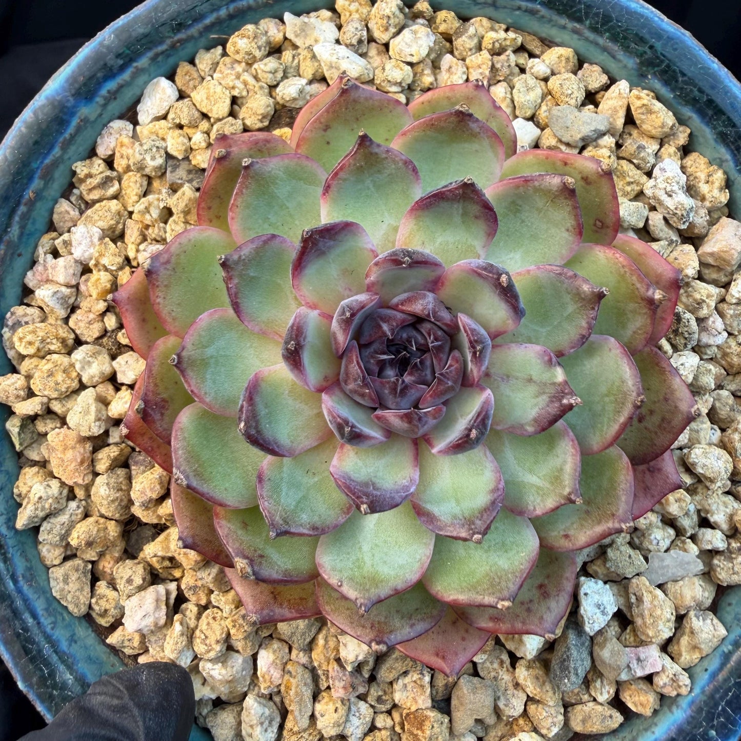 Echeveria  ‘blueberry ', 3.2inches ,N06