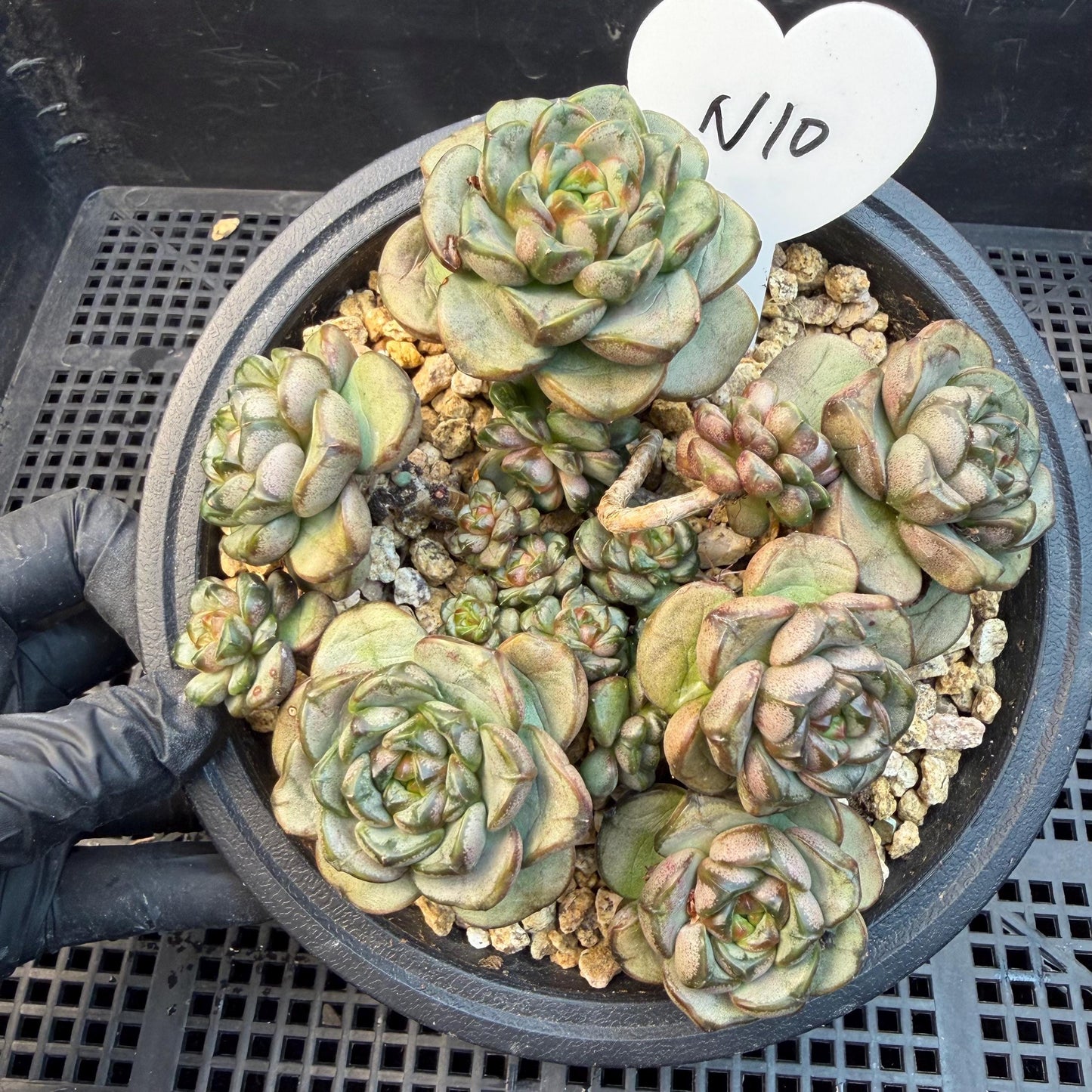 Echeveria  ‘grape.’, 4.2inches, N10（with a lots of babies）