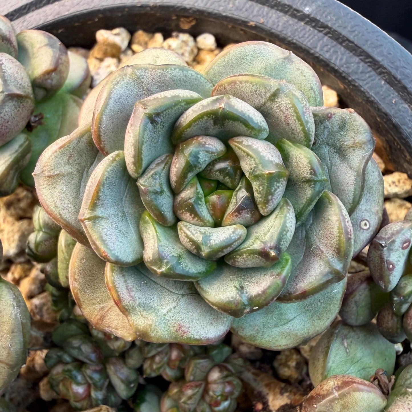 Echeveria  ‘grape.’, 4.2inches, N10（with a lots of babies）