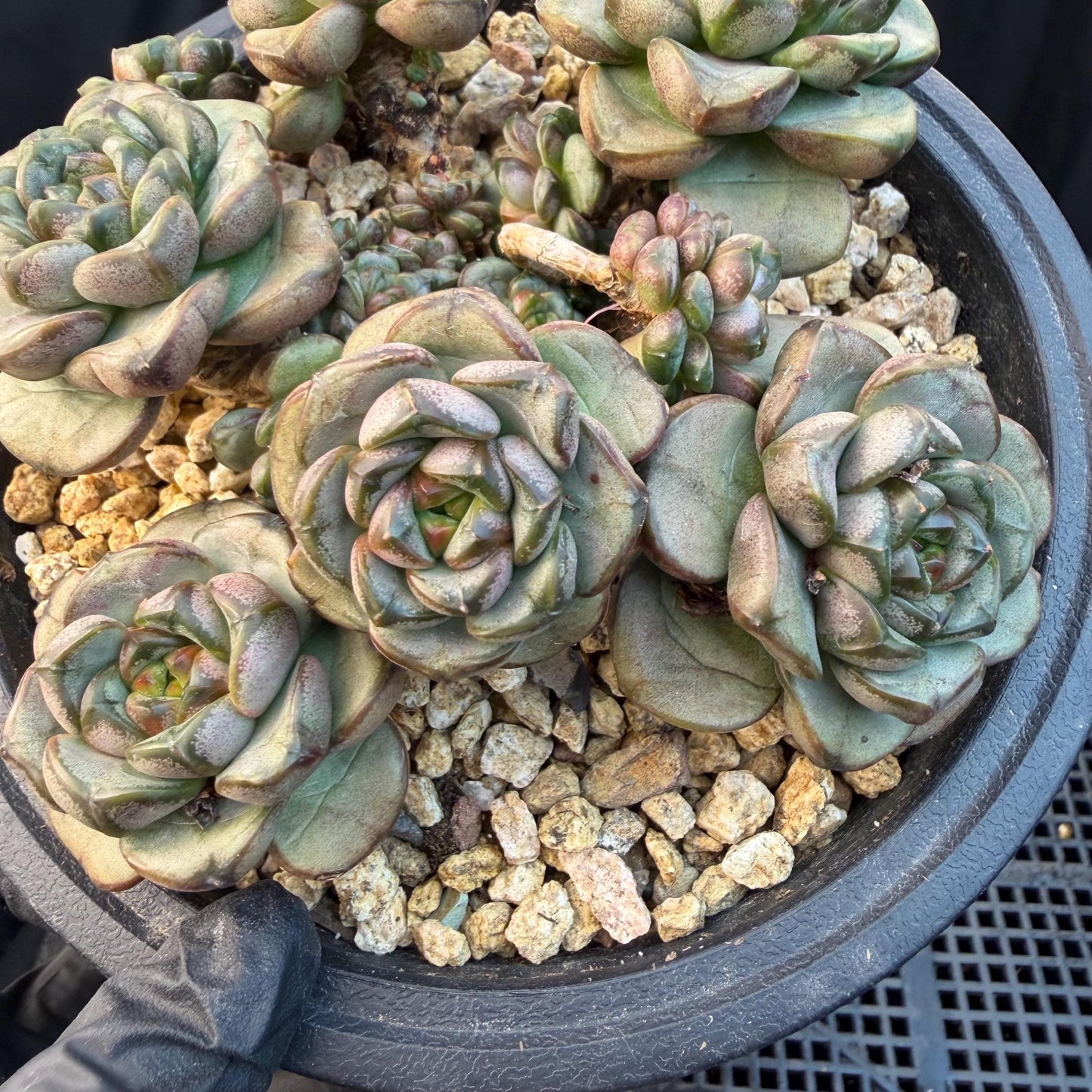 Echeveria  ‘grape.’, 4.2inches, N10（with a lots of babies）