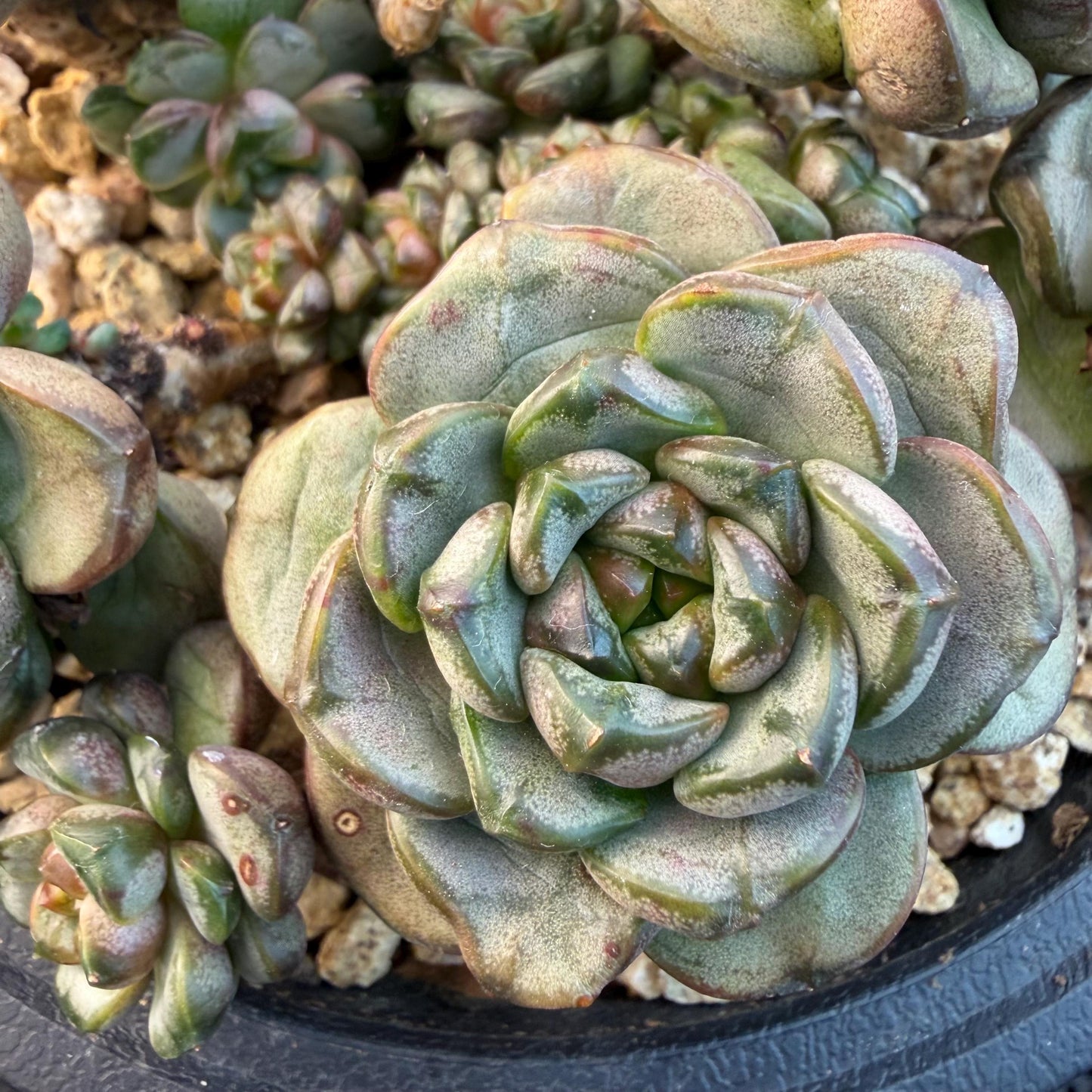 Echeveria  ‘grape.’, 4.2inches, N10（with a lots of babies）