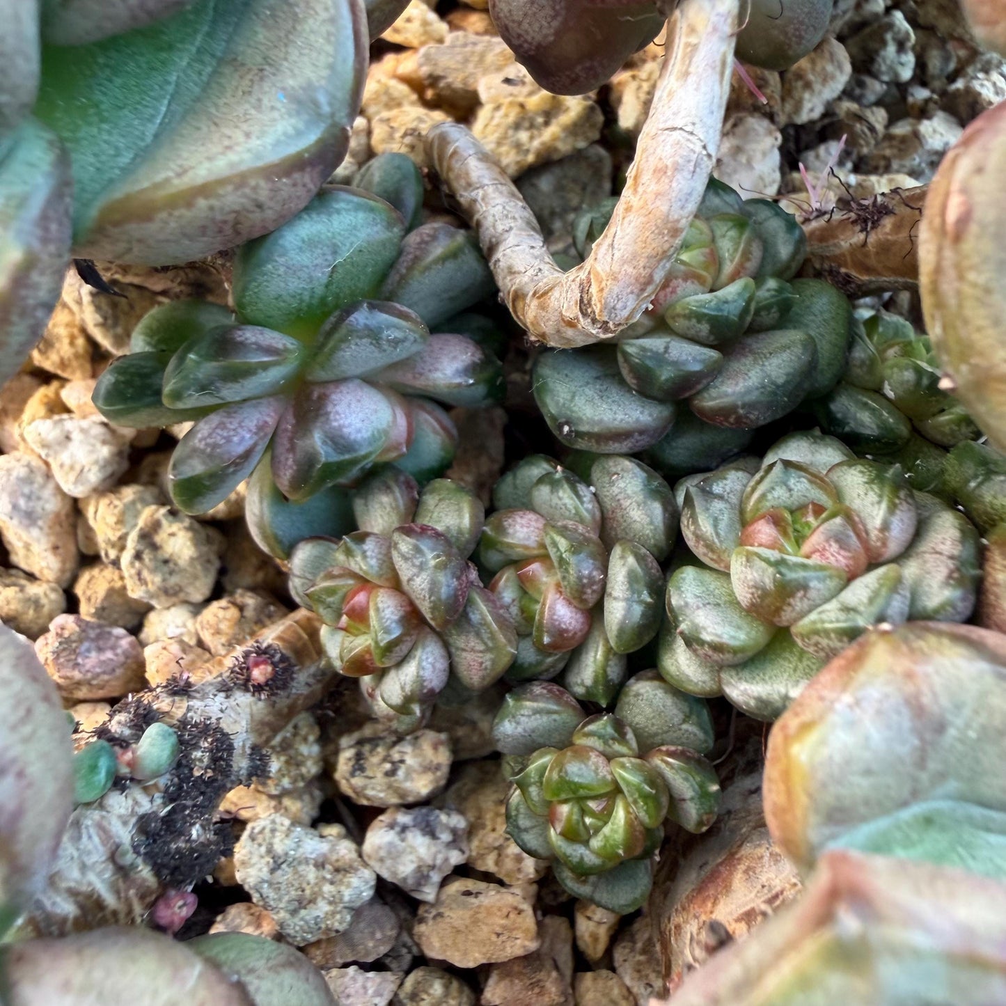Echeveria  ‘grape.’, 4.2inches, N10（with a lots of babies）