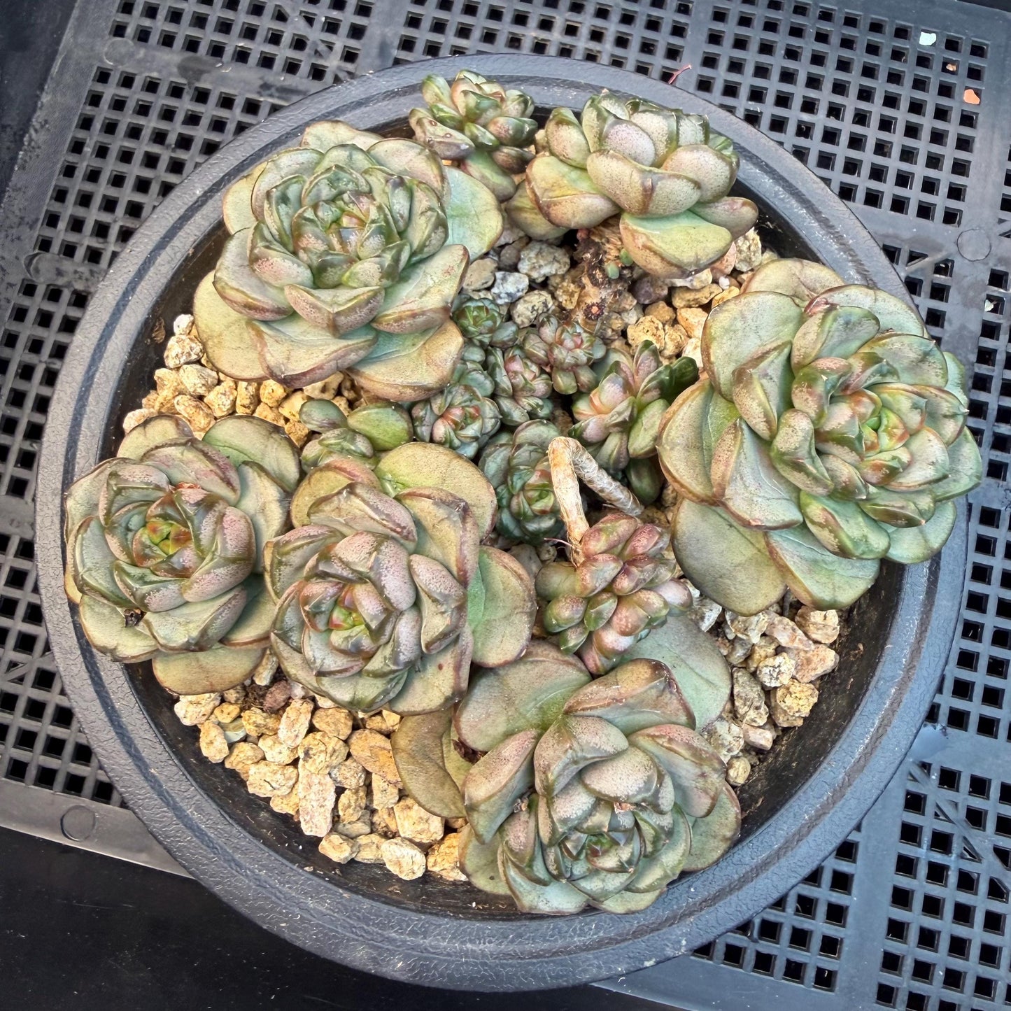 Echeveria  ‘grape.’, 4.2inches, N10（with a lots of babies）