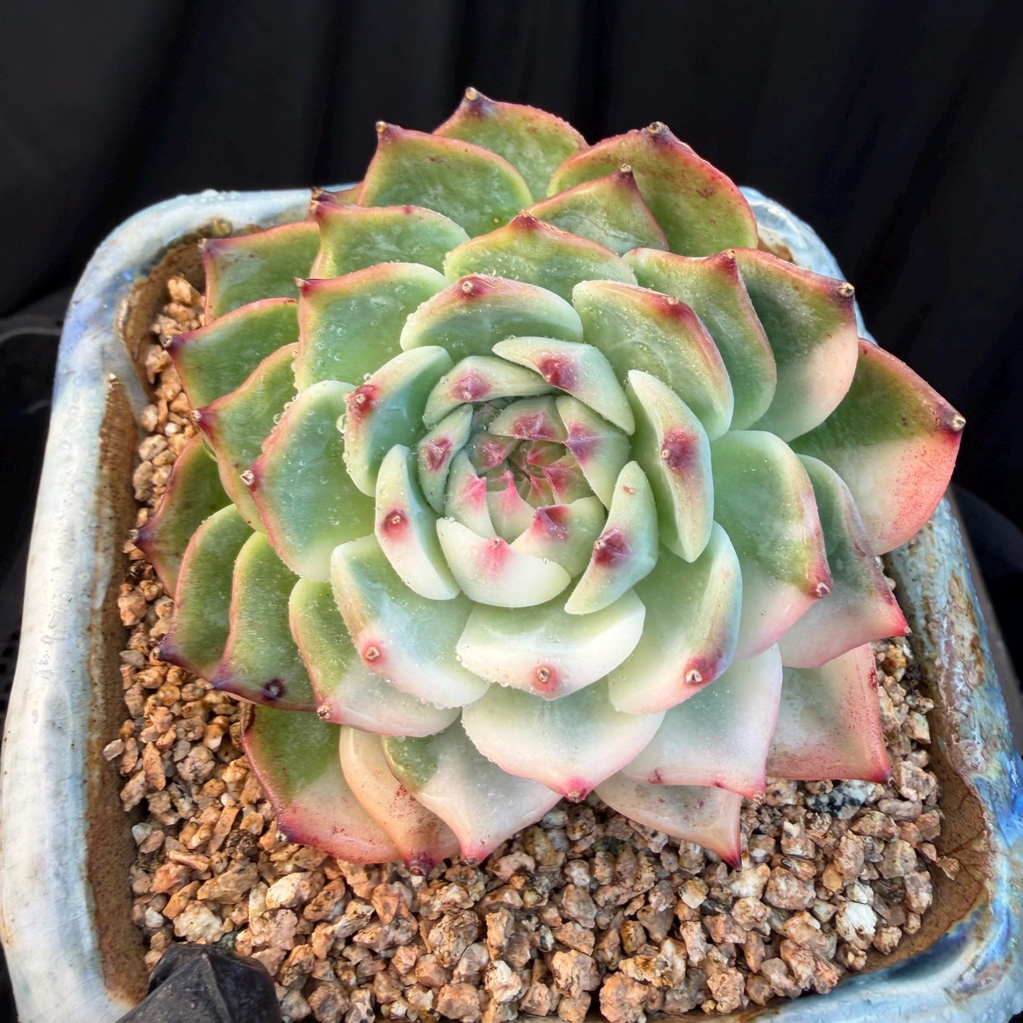 Echeveria  ‘Chihuahuaenis variegated', A big head with a baby, 3.7inches ,M08