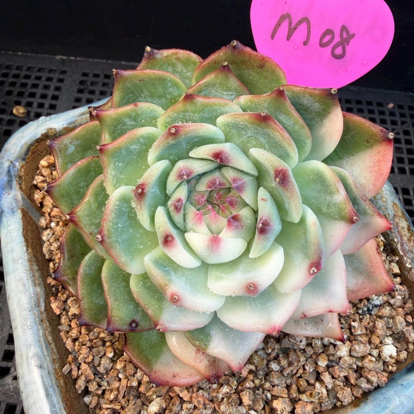 Echeveria  ‘Chihuahuaenis variegated', A big head with a baby, 3.7inches ,M08