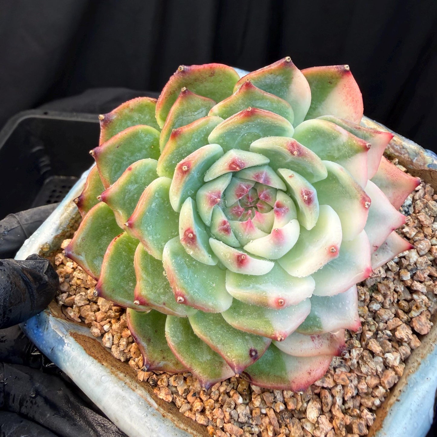 Echeveria  ‘Chihuahuaenis variegated', A big head with a baby, 3.7inches ,M08
