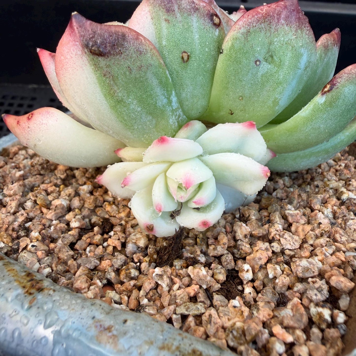 Echeveria  ‘Chihuahuaenis variegated', A big head with a baby, 3.7inches ,M08