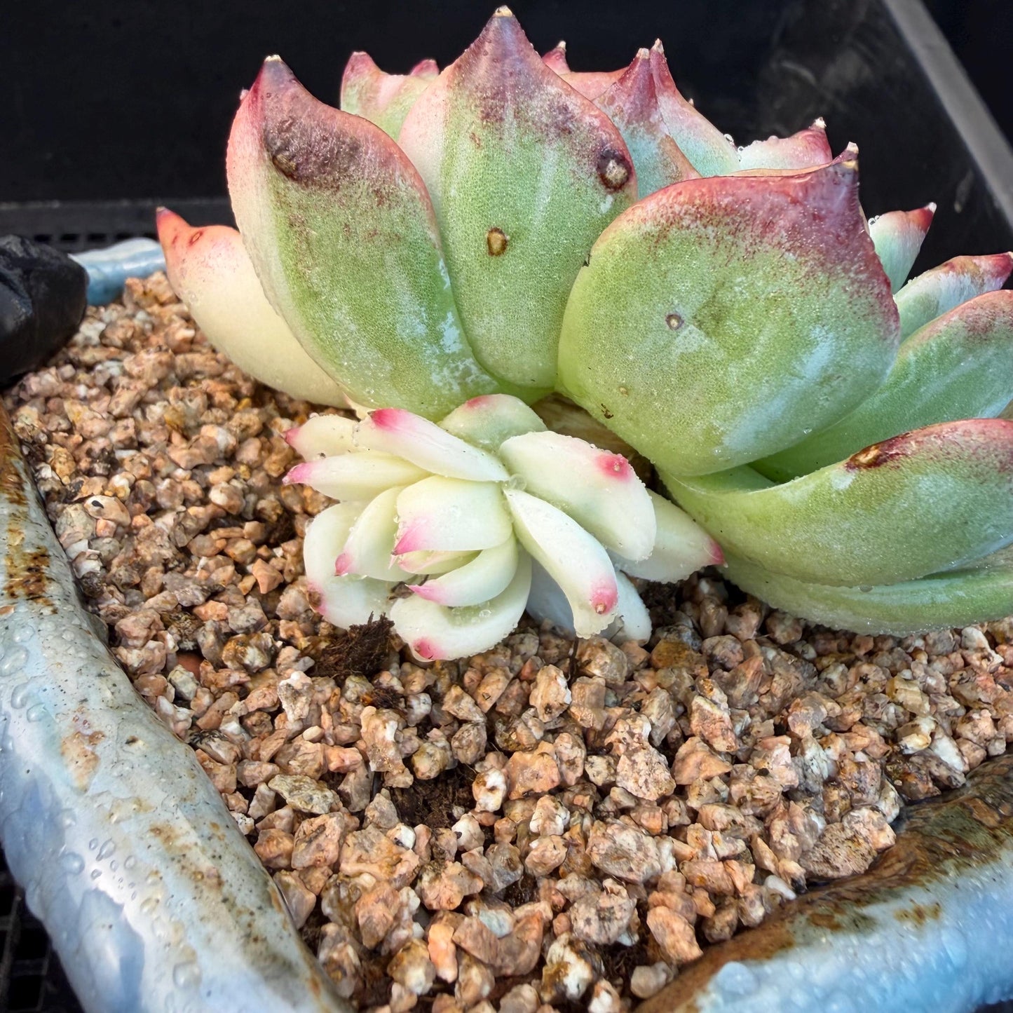 Echeveria  ‘Chihuahuaenis variegated', A big head with a baby, 3.7inches ,M08