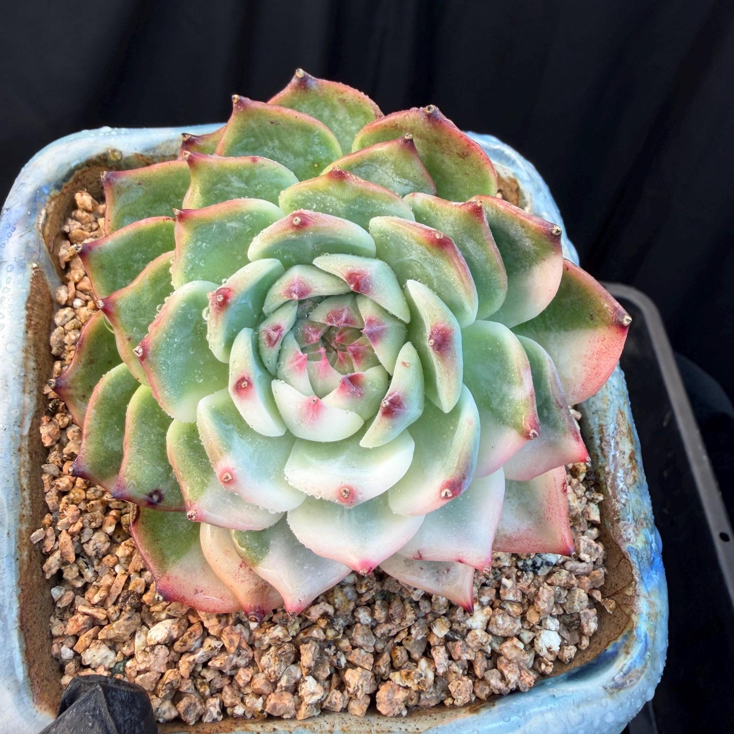 Echeveria  ‘Chihuahuaenis variegated', A big head with a baby, 3.7inches ,M08