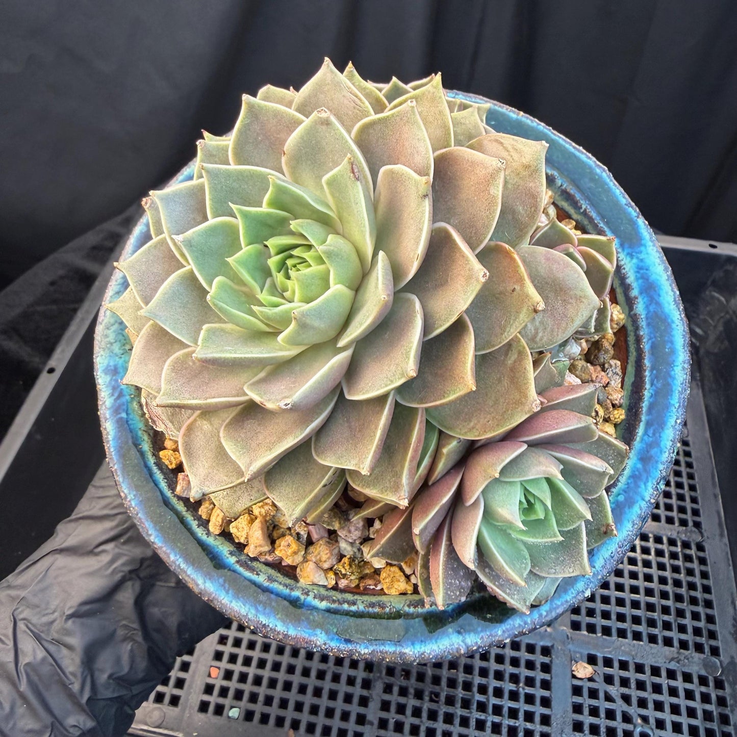 Echeveria  ‘Mysterious Rose ' , 4heads, 4.7inches, M07