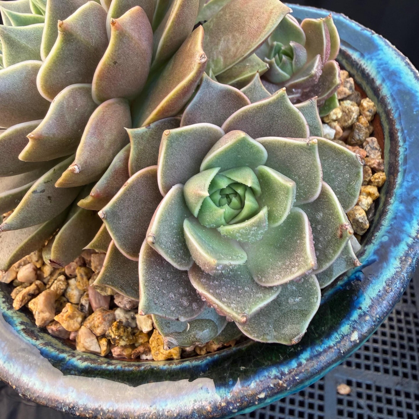 Echeveria  ‘Mysterious Rose ' , 4heads, 4.7inches, M07
