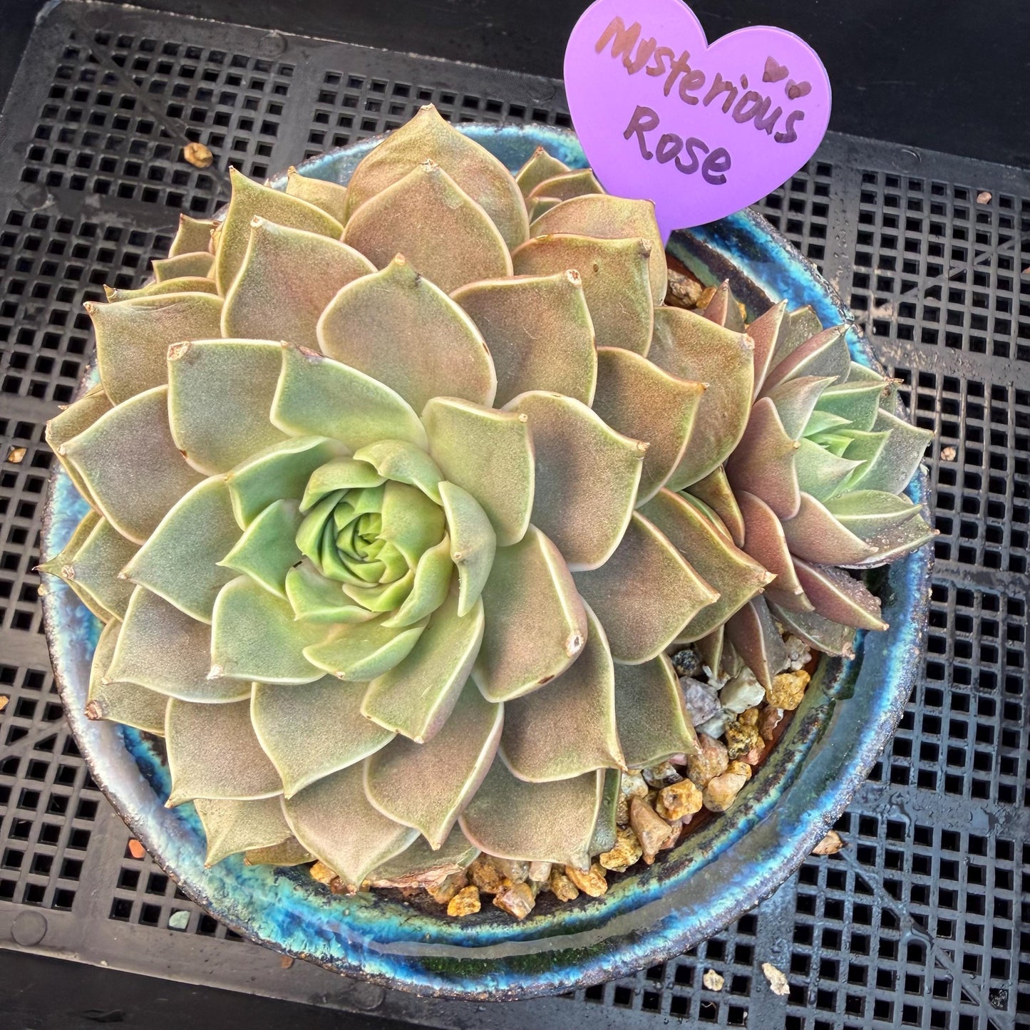 Echeveria  ‘Mysterious Rose ' , 4heads, 4.7inches, M07