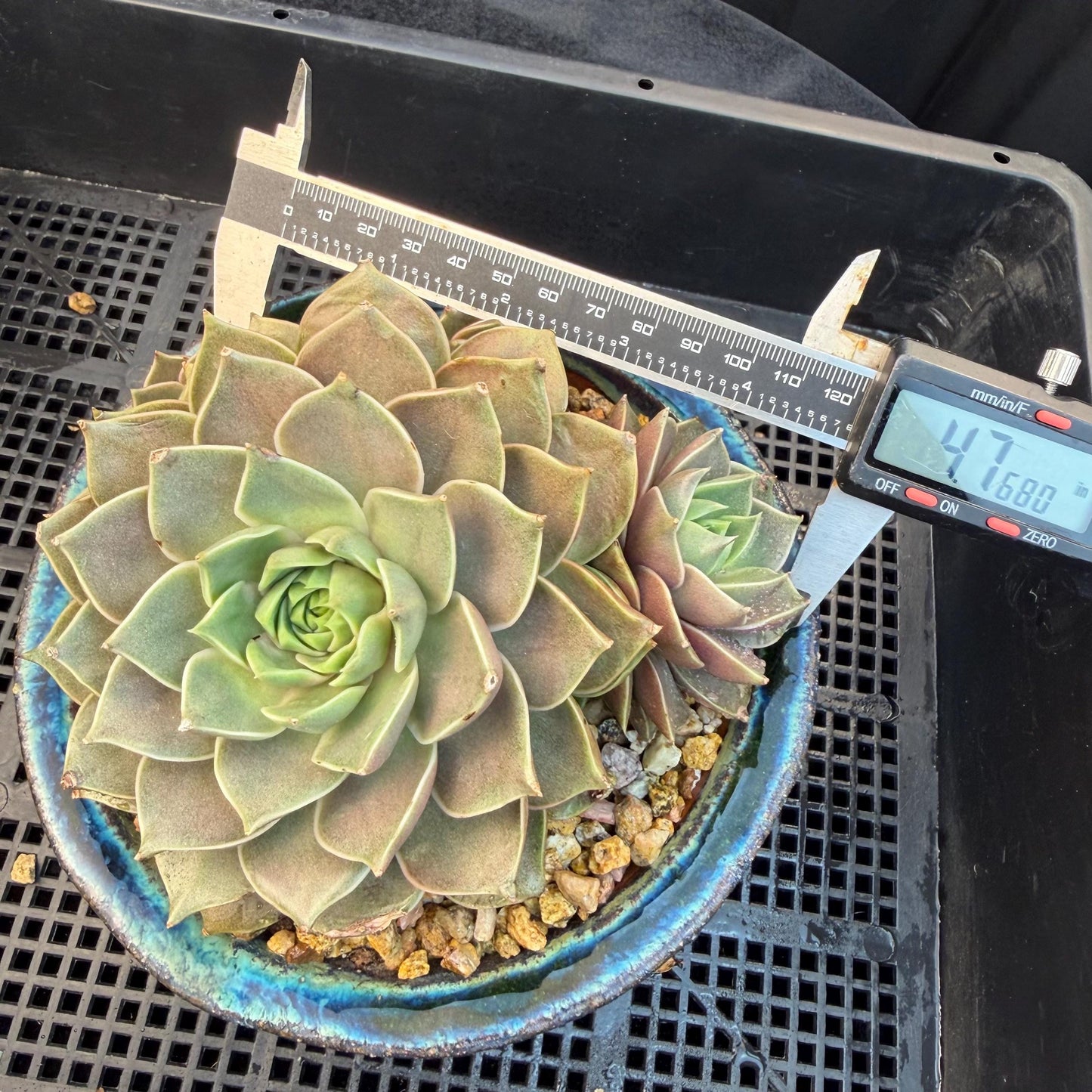 Echeveria  ‘Mysterious Rose ' , 4heads, 4.7inches, M07