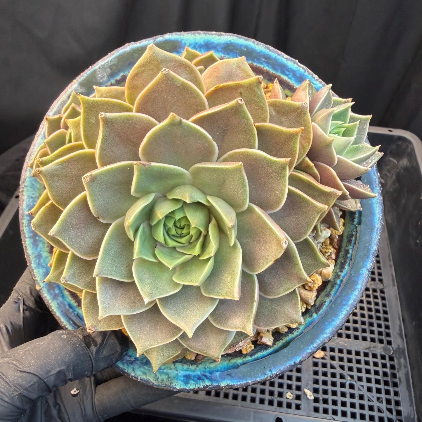 Echeveria  ‘Mysterious Rose ' , 4heads, 4.7inches, M07