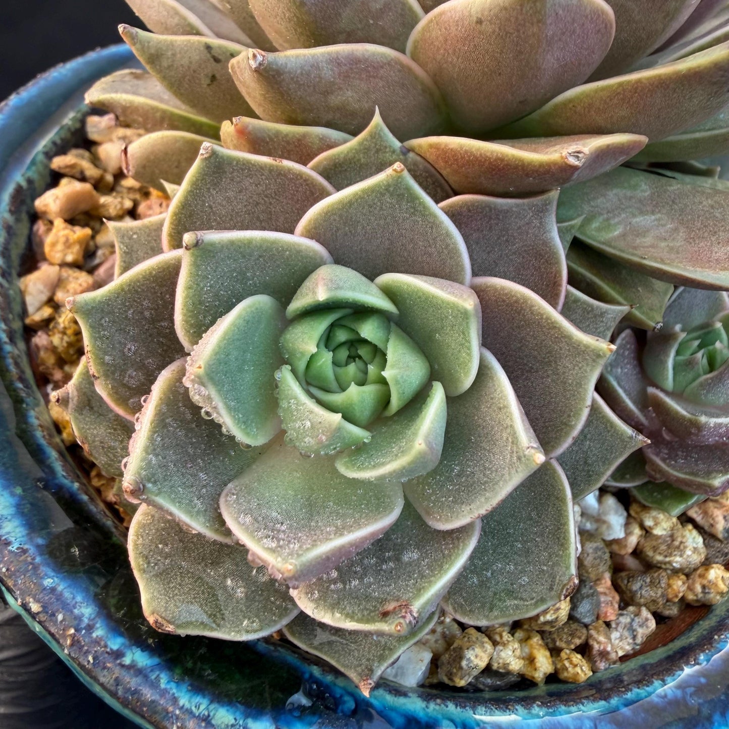 Echeveria  ‘Mysterious Rose ' , 4heads, 4.7inches, M07