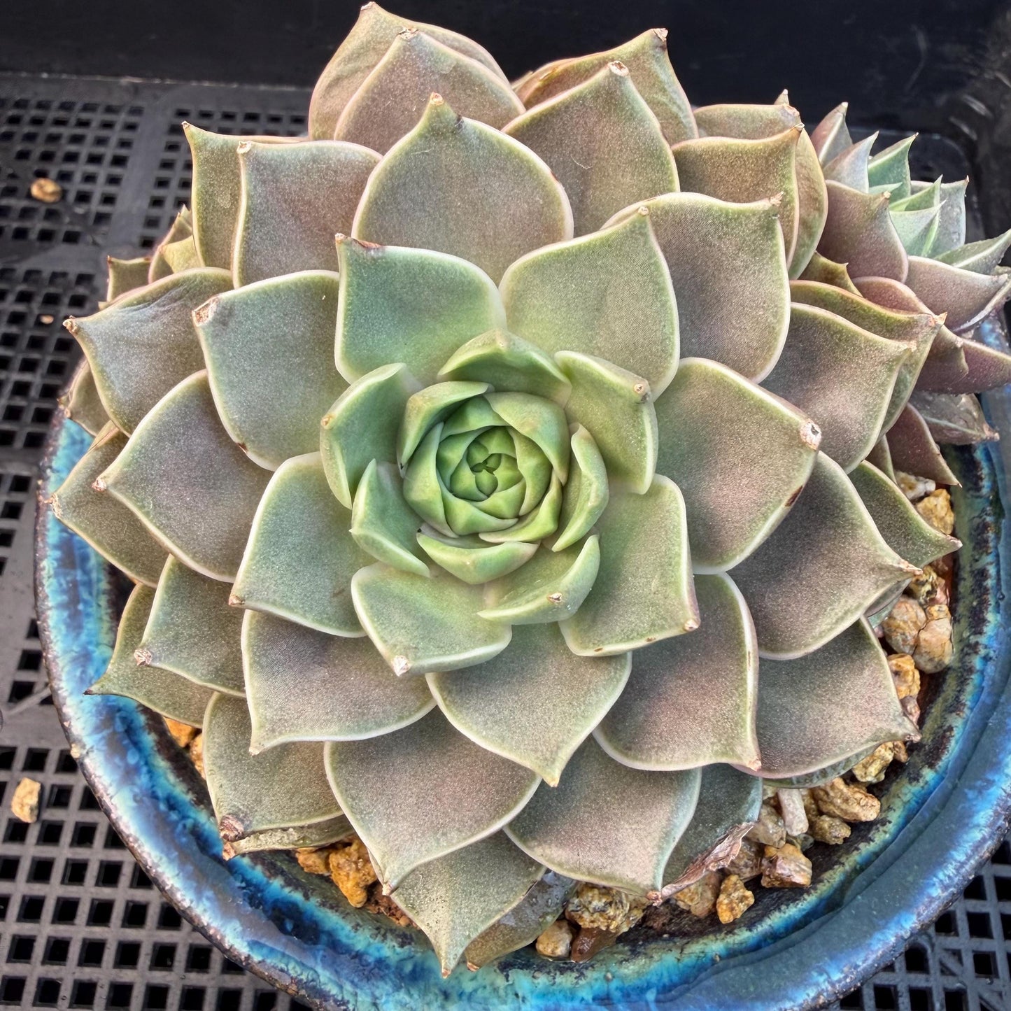 Echeveria  ‘Mysterious Rose ' , 4heads, 4.7inches, M07