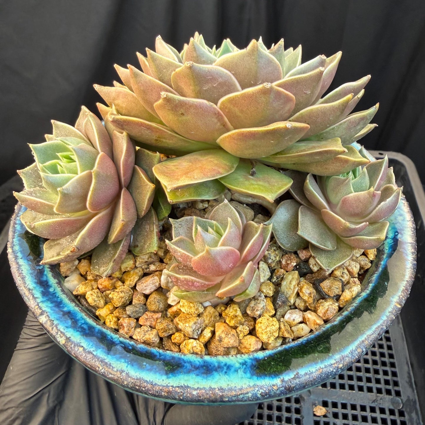 Echeveria  ‘Mysterious Rose ' , 4heads, 4.7inches, M07
