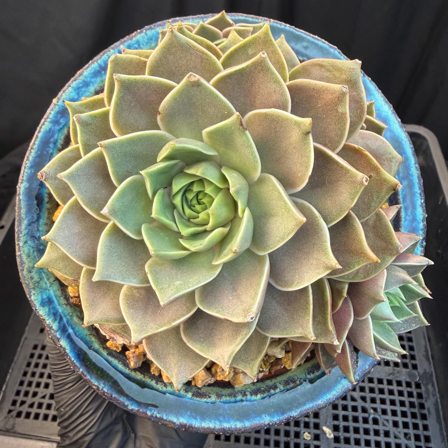 Echeveria  ‘Mysterious Rose ' , 4heads, 4.7inches, M07