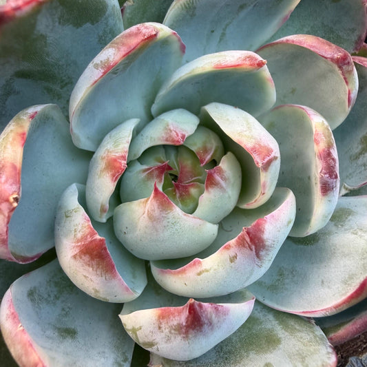Echeveria  ‘Casio.’, 2heads, 4.7inchesM05