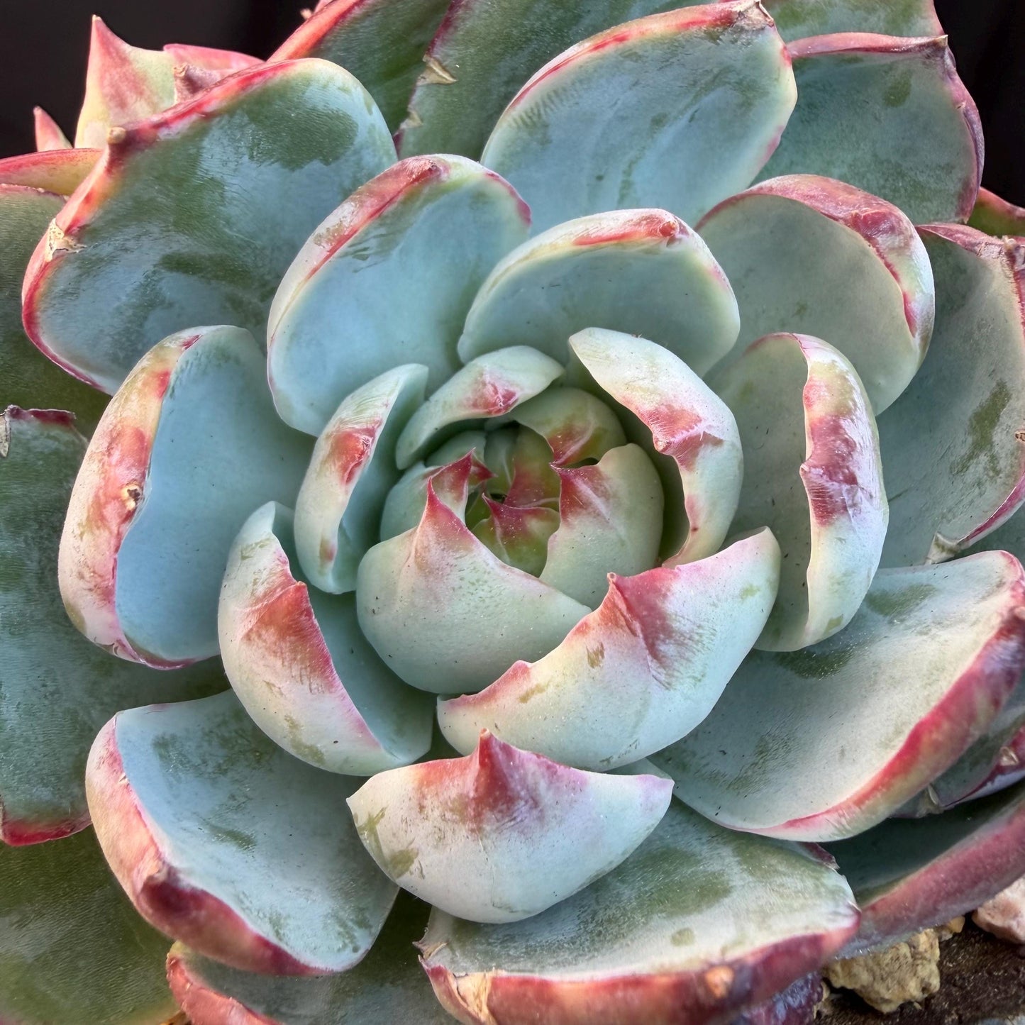 Echeveria  ‘Casio.’, 2heads, 4.7inchesM05