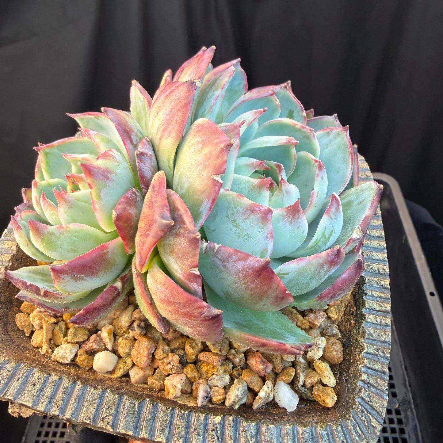 Echeveria  ‘Casio.’, 2heads, 4.7inchesM05
