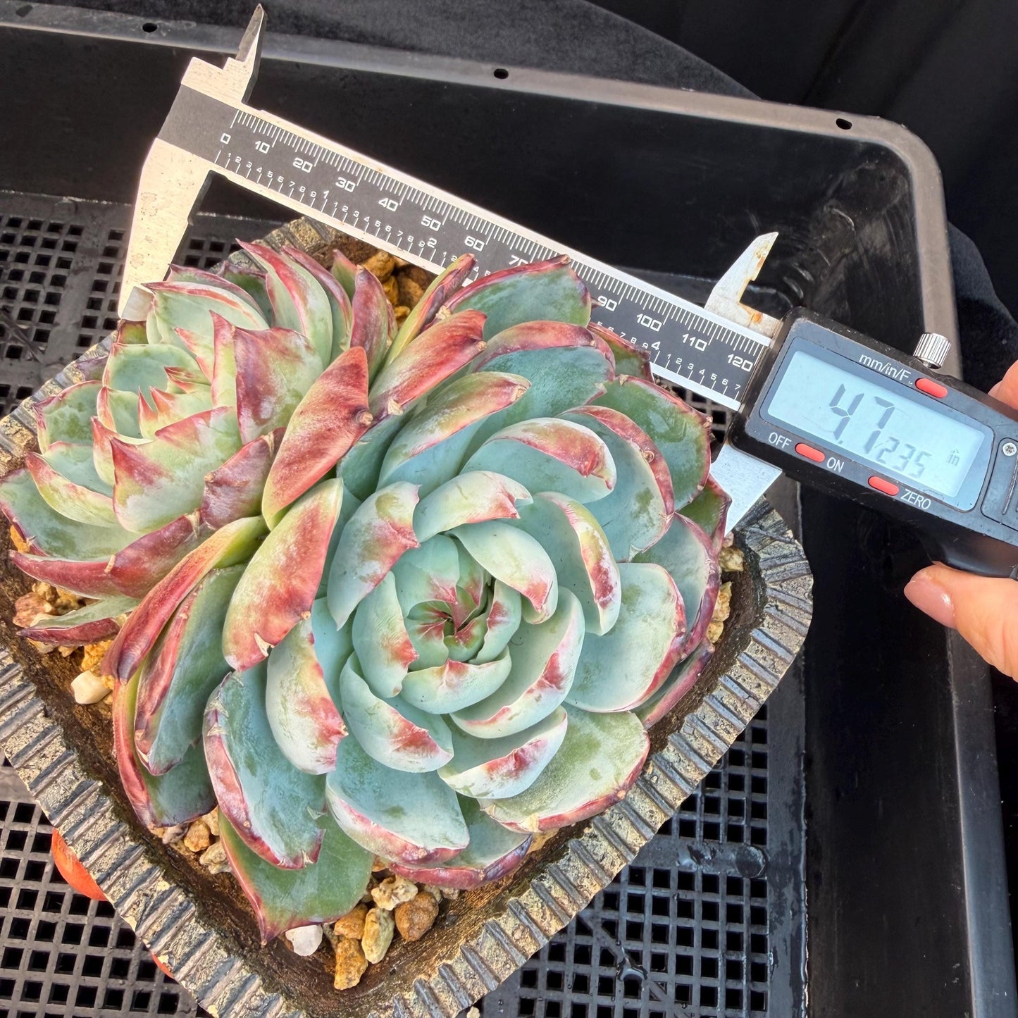 Echeveria  ‘Casio.’, 2heads, 4.7inchesM05